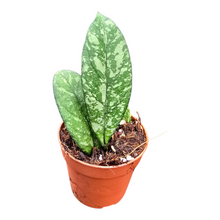 Hoya Crassipetiolata Splash