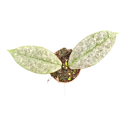 Hoya Mitrata Silver