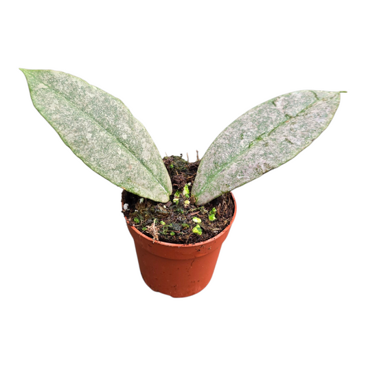 Hoya Mitrata Silver