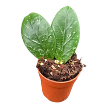 Hoya Lai Chau Splash