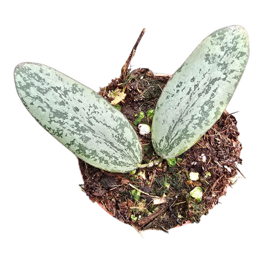 Hoya Sigillatis Silver
