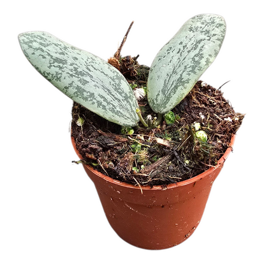 Hoya Sigillatis Silver