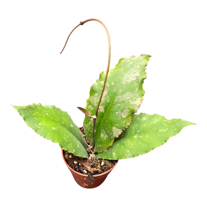 Hoya Undulata Splash