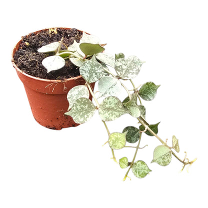 Hoya Curtisii Silver