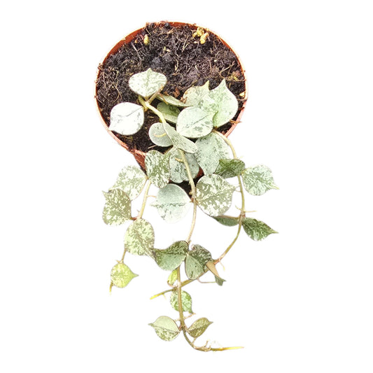 Hoya Curtisii Silver