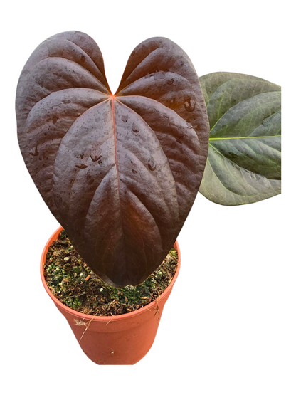 Anthurium Chamberlainii