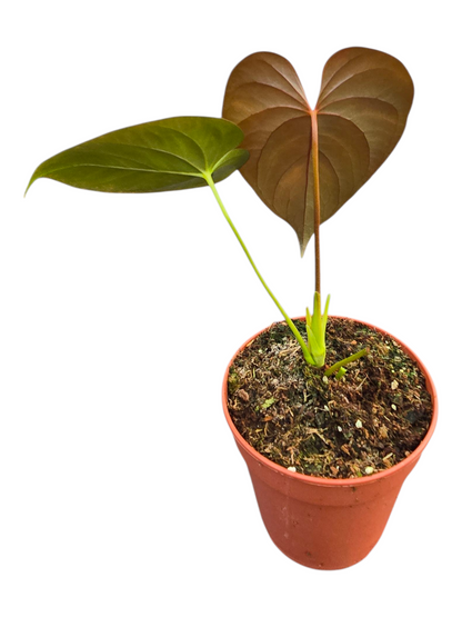 Anthurium Chamberlainii