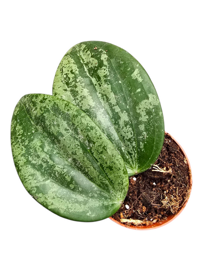 Hoya Latifolia Silver Splash