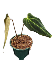 DocBlock Anthurium Black Widow® '13' X Black Widow '43'