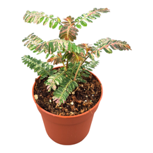 Phyllanthus Urinaria Pink Variegata