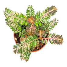 Phyllanthus Urinaria Pink Variegata