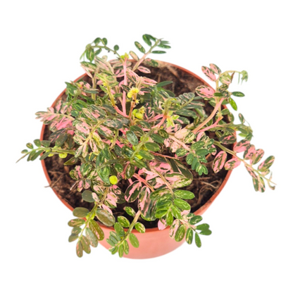 Phyllanthus Urinaria Pink Variegata