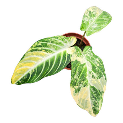 Phyllotaenium Lindenii Variegata