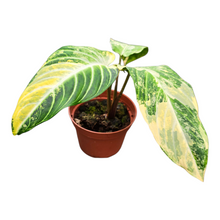 Phyllotaenium Lindenii Variegata