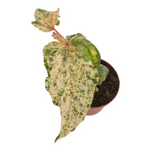 Piper Sylvaticum Variegata LIVE SALE 1