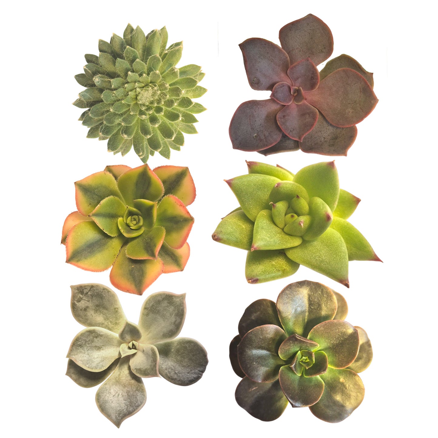 PlantPebbles - Assorted Succulents - 6 Cuttings