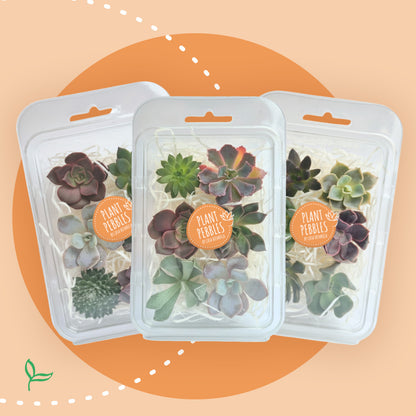 PlantPebbles - Sukkulenten - 6 Stecklinge