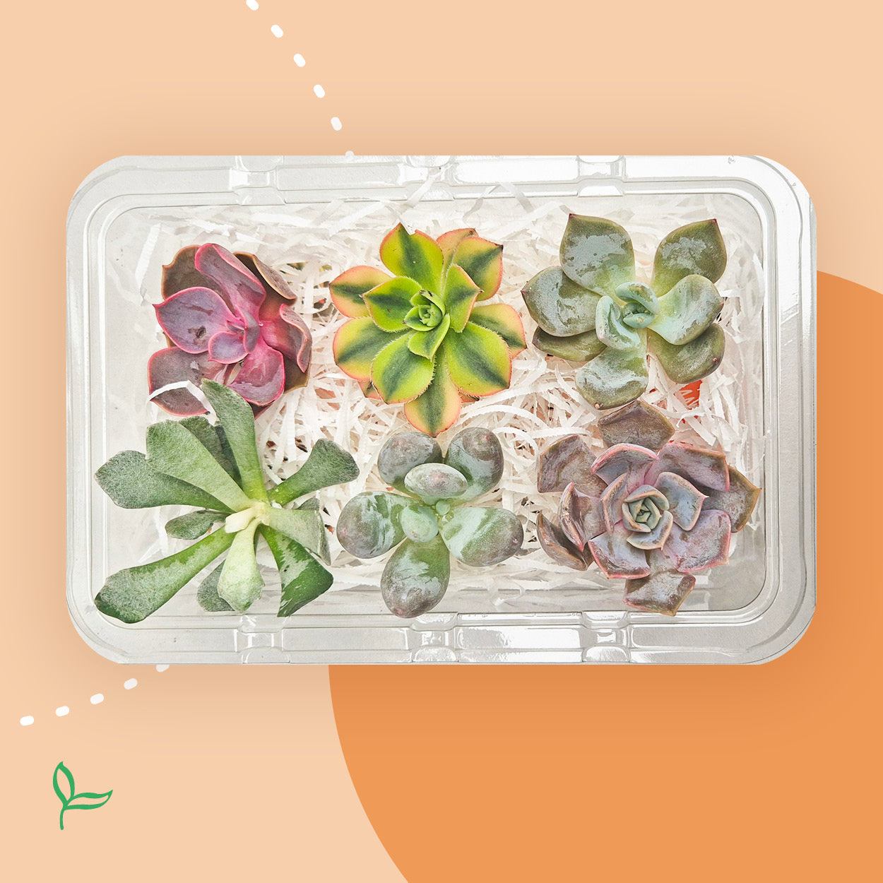 PlantPebbles - Assorted Succulents - 6 Cuttings