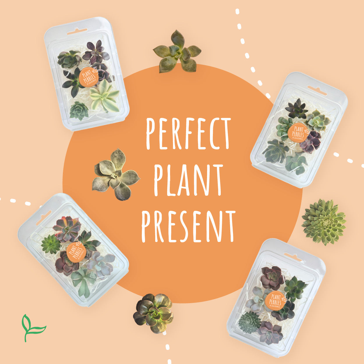 PlantPebbles - Assorted Succulents - 6 Cuttings