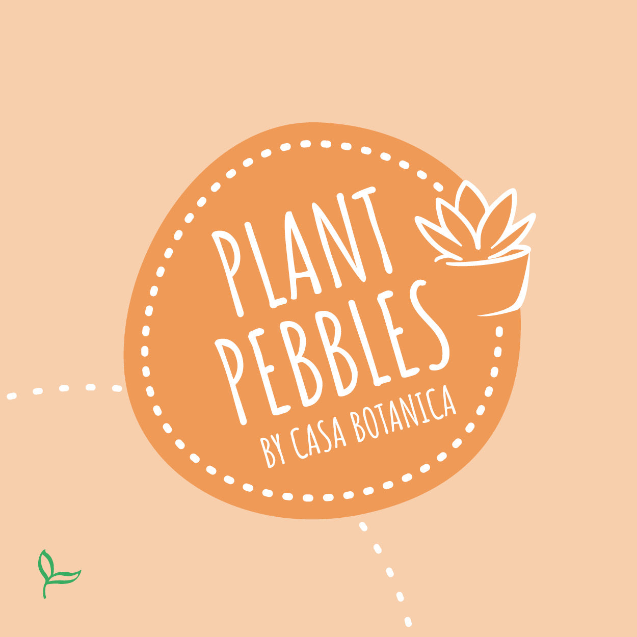 PlantPebbles - Assorted Succulents - 6 Cuttings