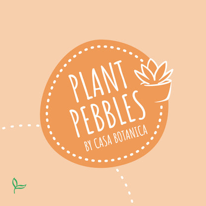 PlantPebbles - Sukkulenten - 6 Stecklinge