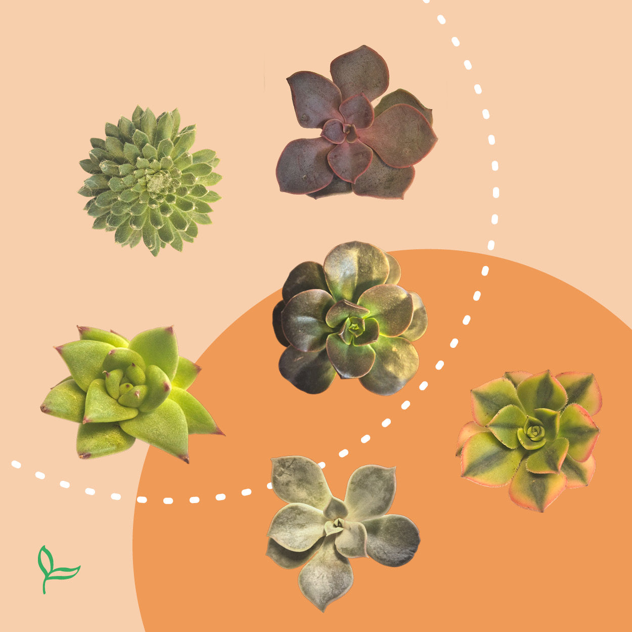 PlantPebbles - Assorted Succulents - 6 Cuttings
