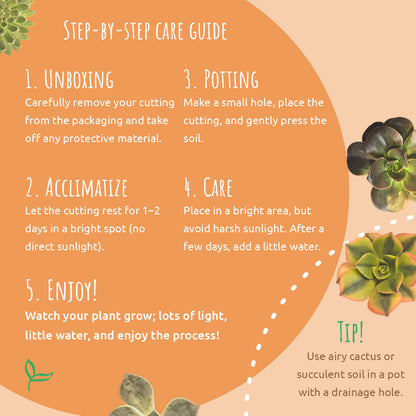 PlantPebbles - Sukkulenten - 6 Stecklinge