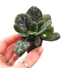 Primulina Yungfuensis