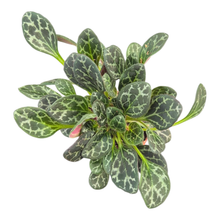 Primulina Yungfuensis