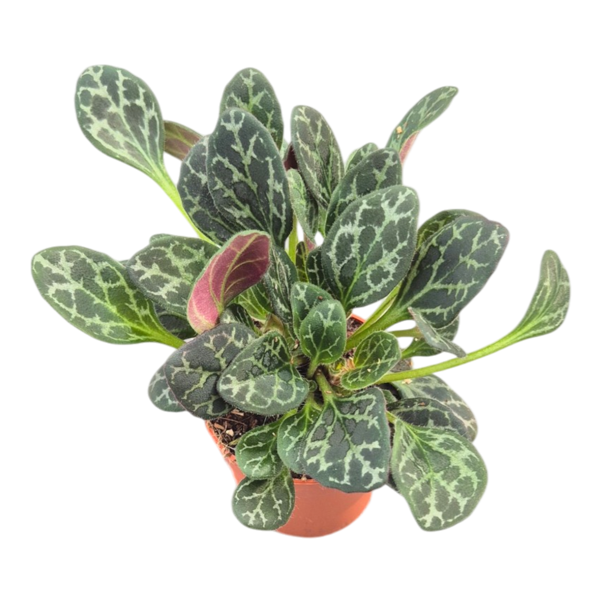Primulina Yungfuensis – Casa Botanica