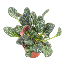 Primulina Yungfuensis