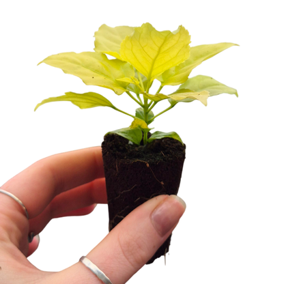 Radermachera Sinica Aurea