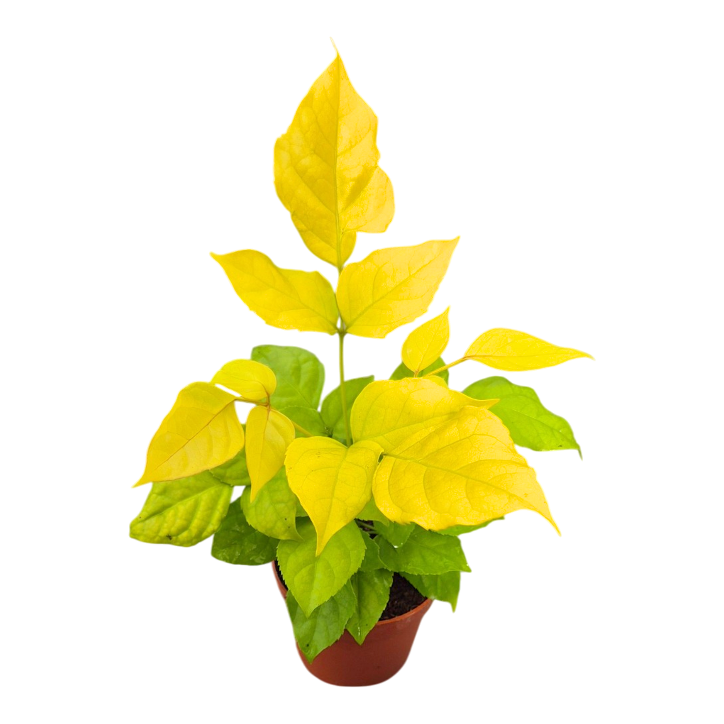 Radermachera Sinica Aurea
