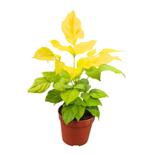 Radermachera Sinica Aurea