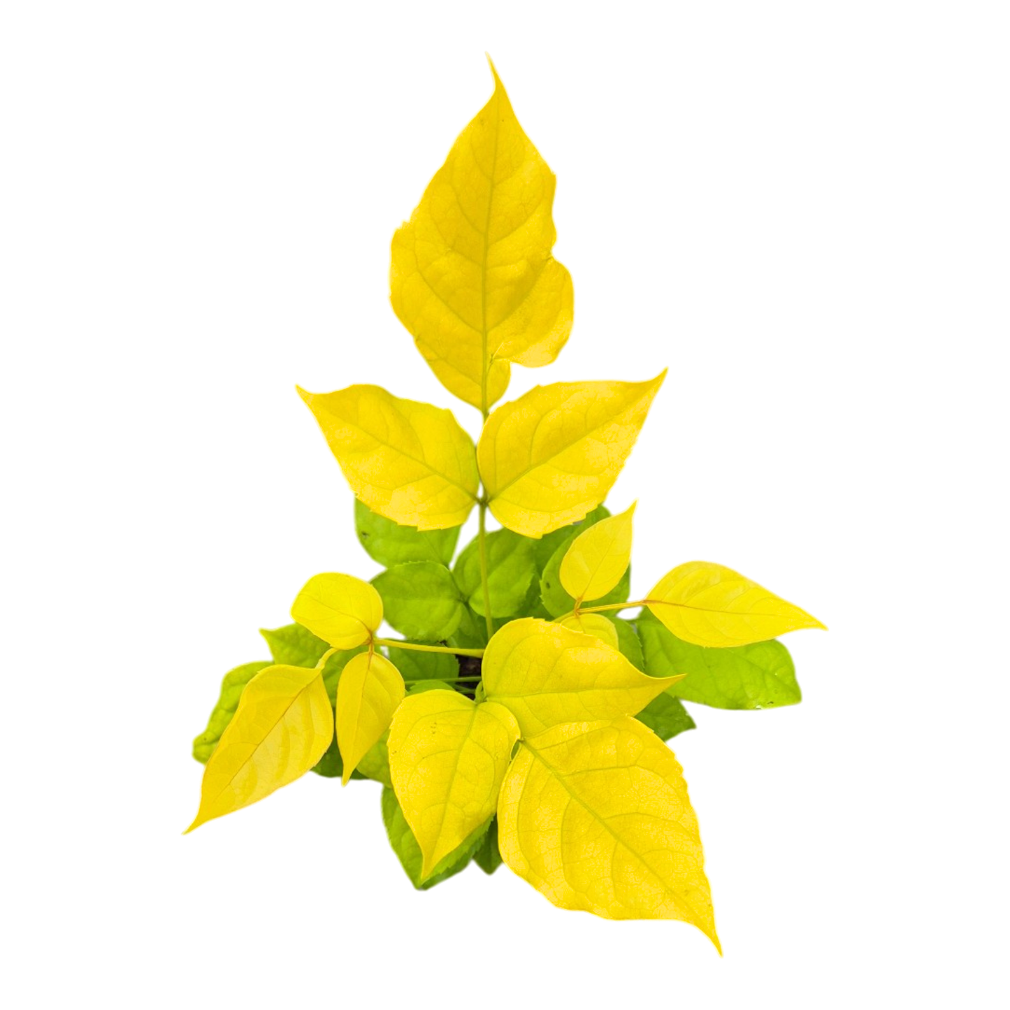 Radermachera Sinica Aurea