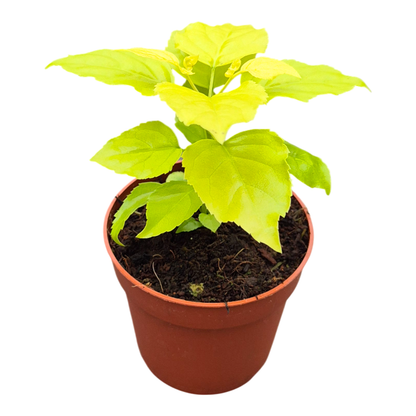 Radermachera Sinica Aurea