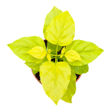 Radermachera Sinica Aurea