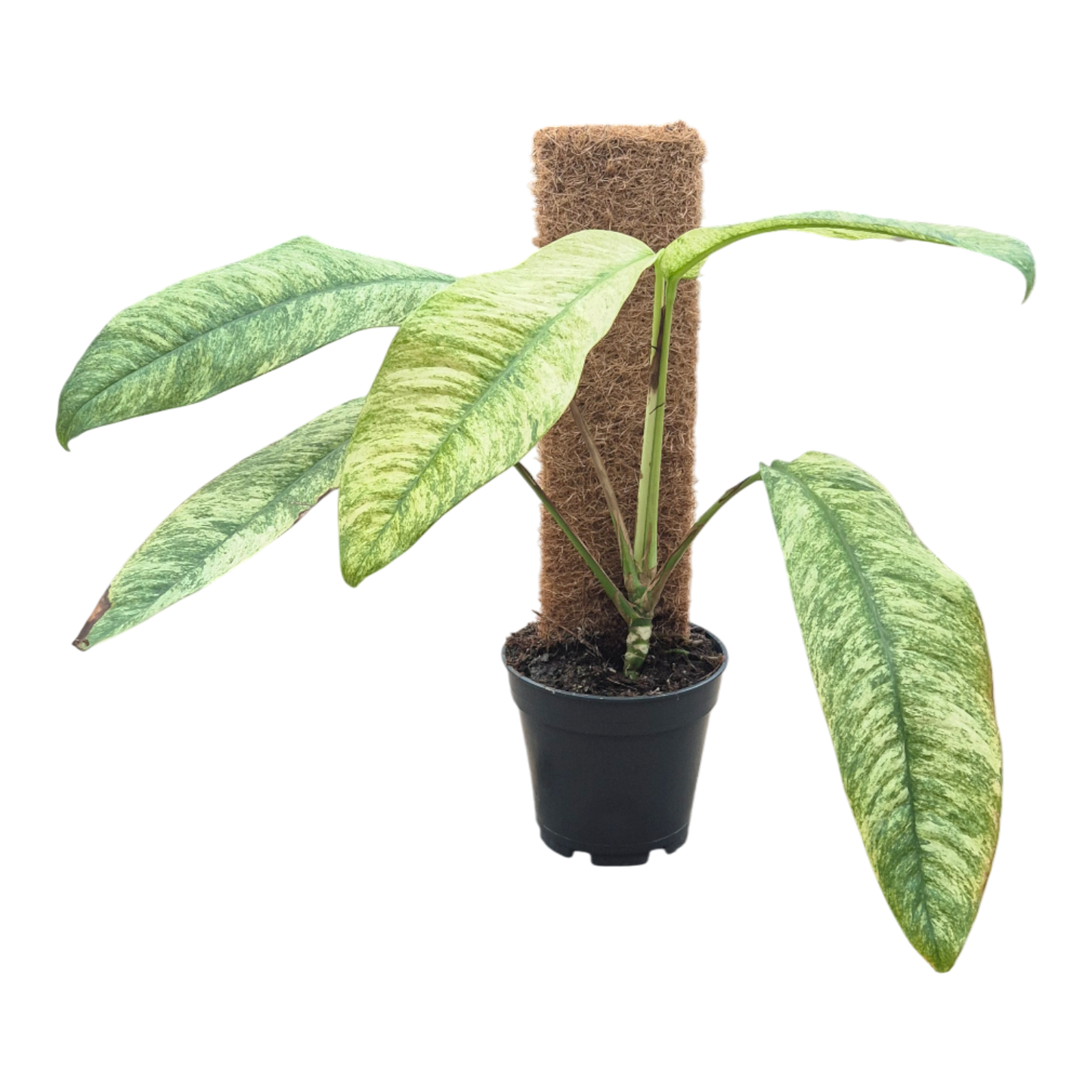 Rhaphidophora gorillana