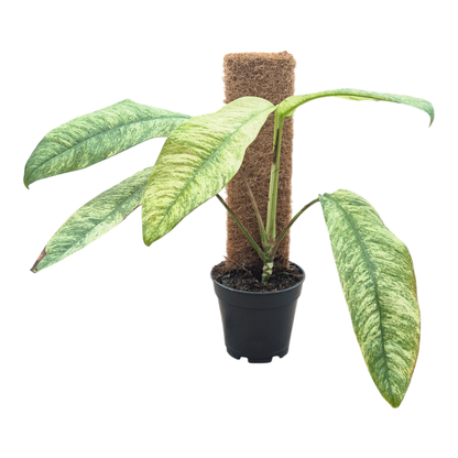 Rhaphidophora Gorilan