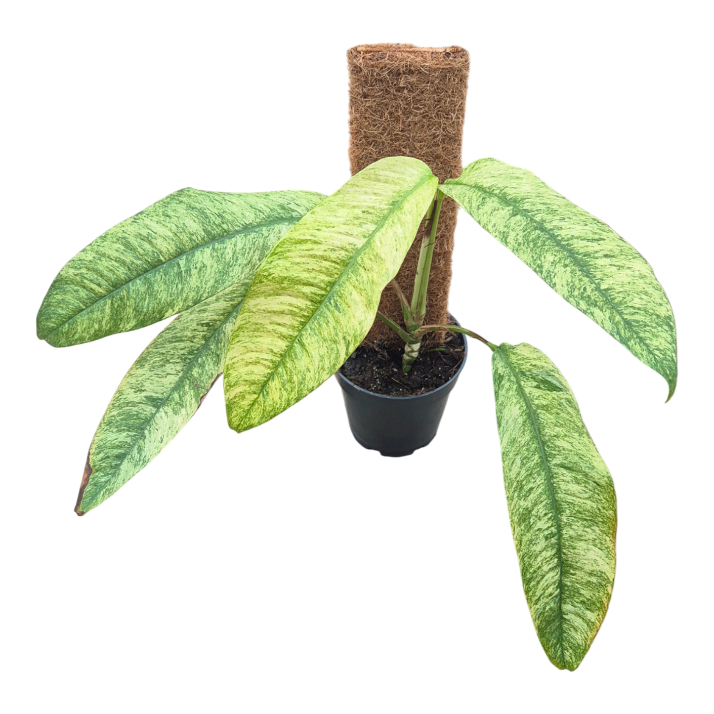 Rhaphidophora gorillana