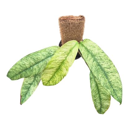 Rhaphidophora Gorilan