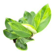 Rhaphidophora Elliptica Variegata (aurea)