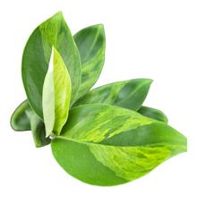 Rhaphidophora Elliptica Variegata (aurea)