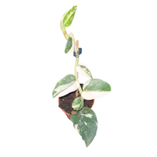 Rhaphidophora Hayi Albo Variegata