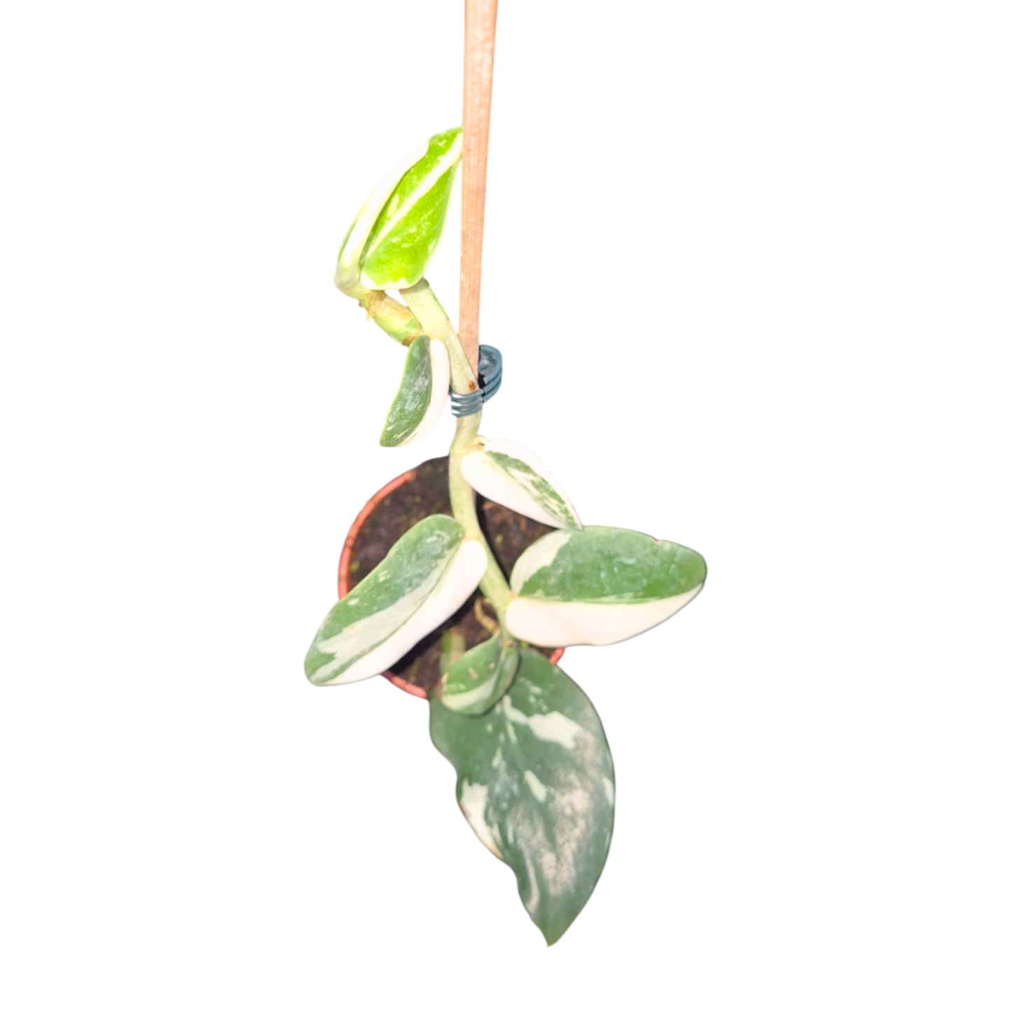 Rhaphidophora Hayi Albo Variegata