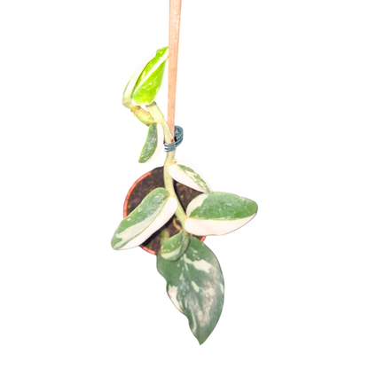 Rhaphidophora Hayi Albo Variegata