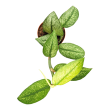 Rhaphidophora Hongkongensis Variegata