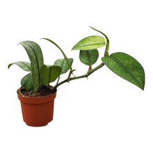 Rhaphidophora Hongkongensis Variegata