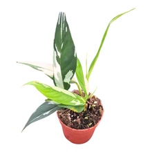Rhaphidophora Lobii Variegata