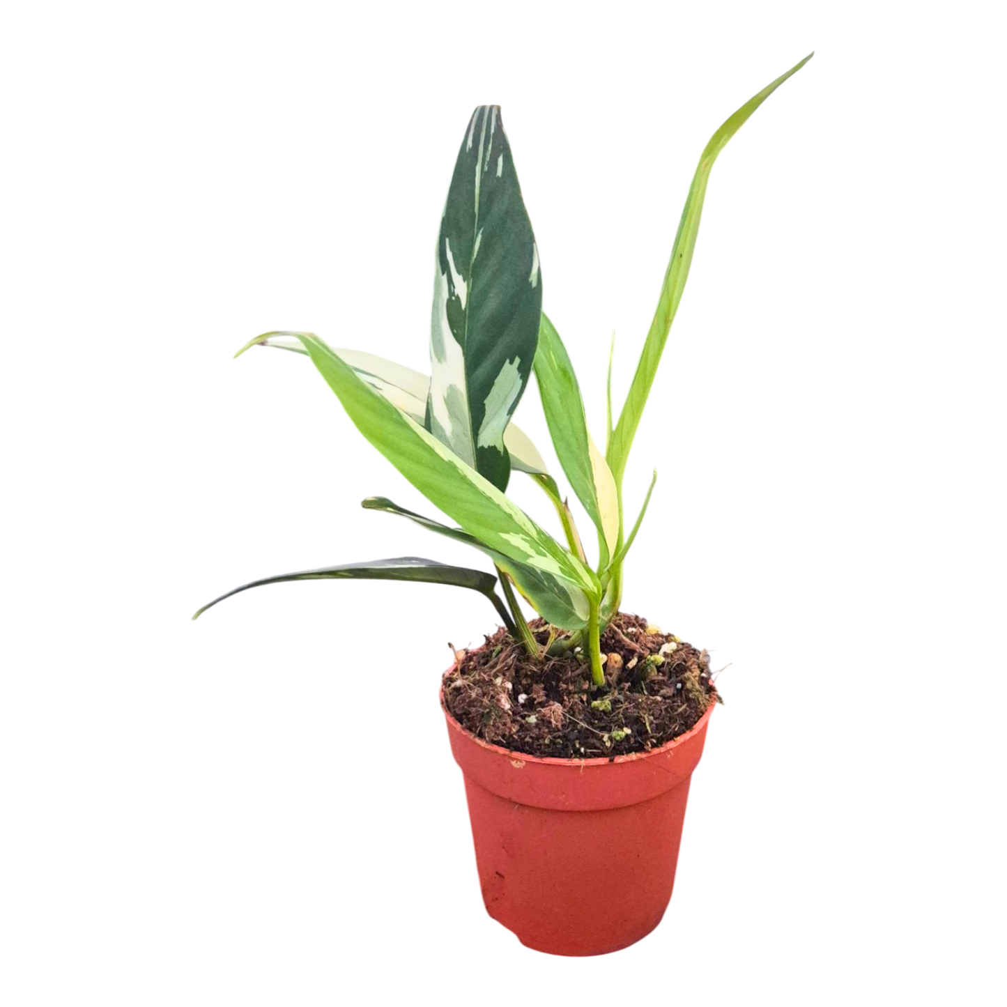Rhaphidophora Lobii Variegata